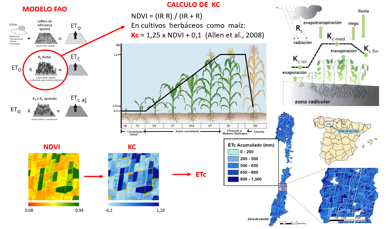 Calculation scheme for Kc in herbaceous plants using the Allen model and derived ET